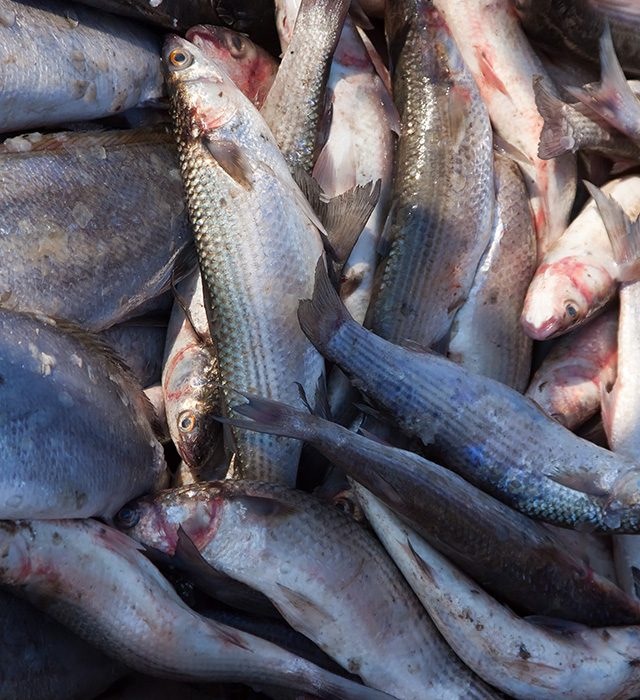 Fisheries