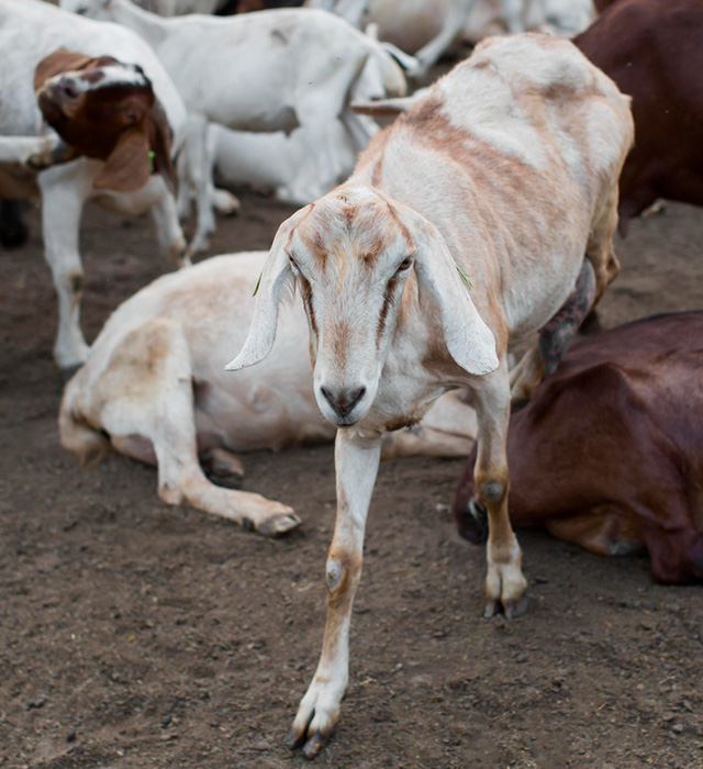 Livestock